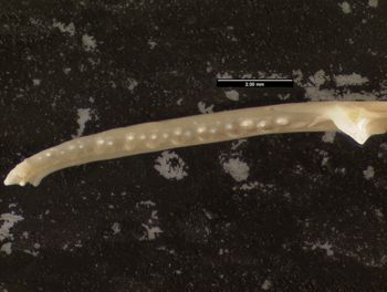 Media type: image;   Herpetology R-63928